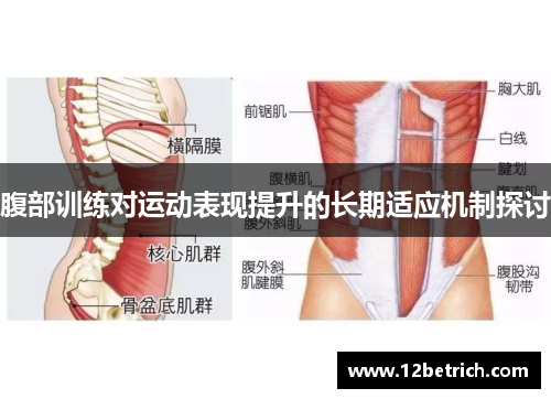 腹部训练对运动表现提升的长期适应机制探讨